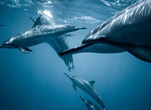 世界杯app下载-想换韦少真的不可理喻？尼克斯这回或许很理智